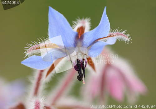 Image of Pale blue borage flower macro