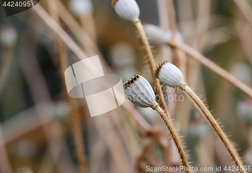 Image of Dry poppy seed heads macro