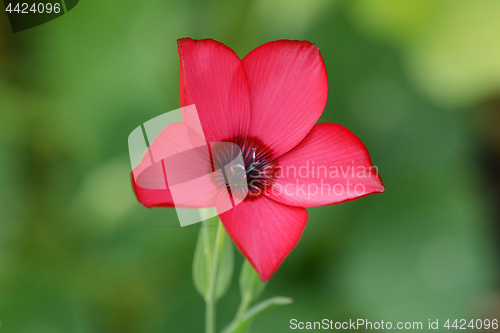 Image of Red flax flower macro