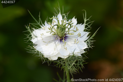 Image of White love-in-a-mist flower macro