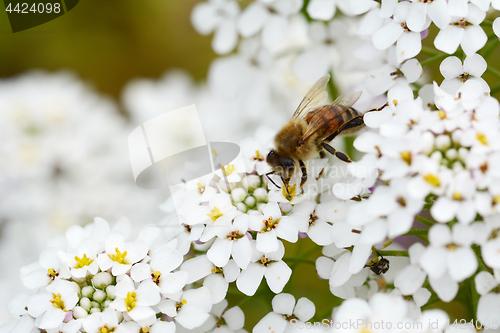 Image of Honey bee on white candytuft flowers macro