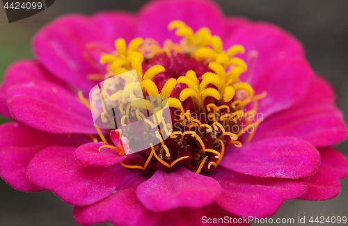 Image of Bright pink zinnia flower macro