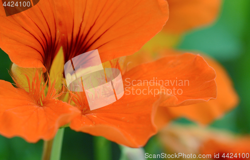 Image of Orange nasturtium flower abstract macro