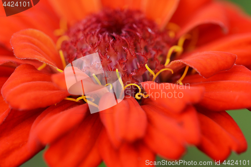 Image of Red zinnia flower abstract macro