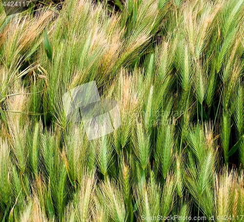 Image of Background of Green Wheat