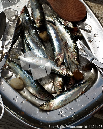 Image of Raw Fresh Sardines