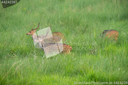 Image of Sika or spotted deers herd in the elephant grass