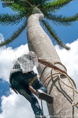 Image of Adult male climbs coconut tree to get coco nuts