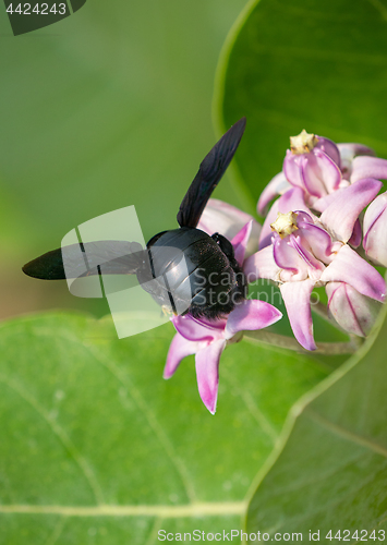 Image of Xylocopa valga or carpenter bee on Apple of Sodom flowers