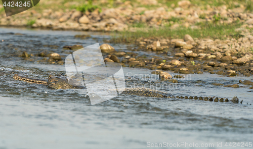 Image of gharial or false gavial portrait in the river