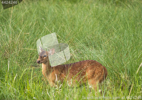 Image of Sika or spotted deer in elephant grass tangle