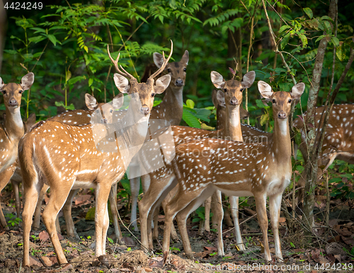 Image of Sika or spotted deers herd in the jungle