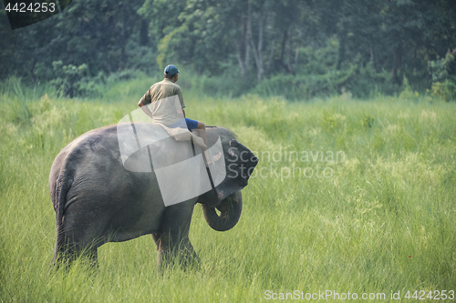 Image of Mahout or elephant rider riding a female elephant