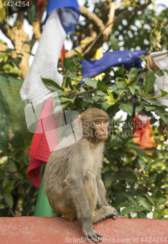 Image of Monkey and prayer flags from Swayambunath temple in Kathmandu