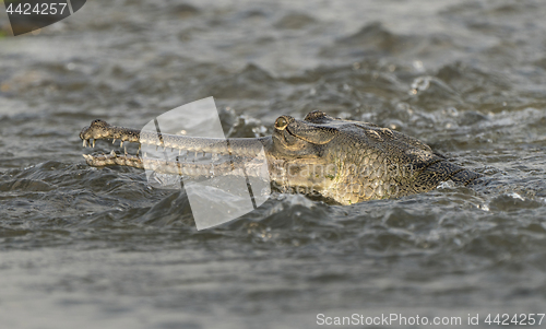Image of gharial or false gavial close-up portrait in the river