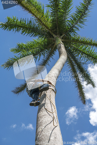 Image of Adult male climbs coconut tree to get coco nuts