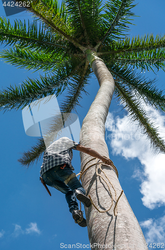 Image of Adult male climbs coconut tree to get coco nuts