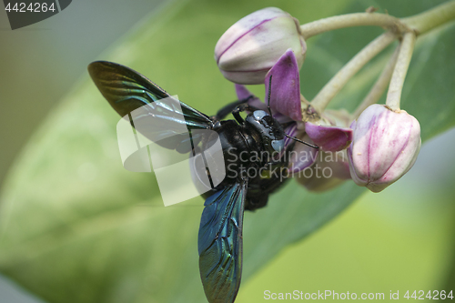 Image of Xylocopa valga or carpenter bee on Apple of Sodom flowers