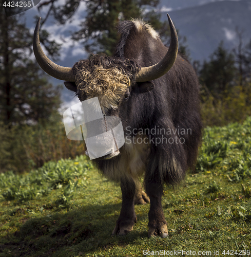 Image of Yak or nak feeding in the Nepal highlands