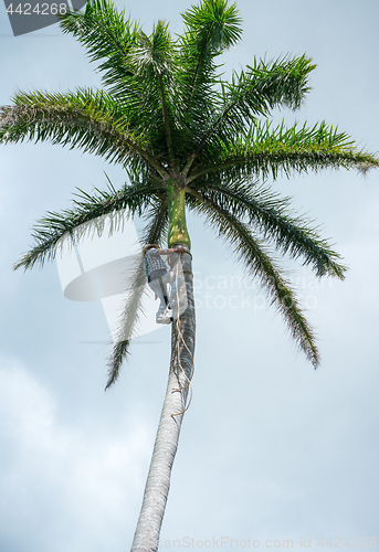 Image of Adult male climbs coconut tree to get coco nuts