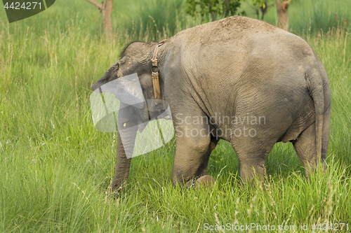 Image of Asian elephant eating grass or feeding in the wild