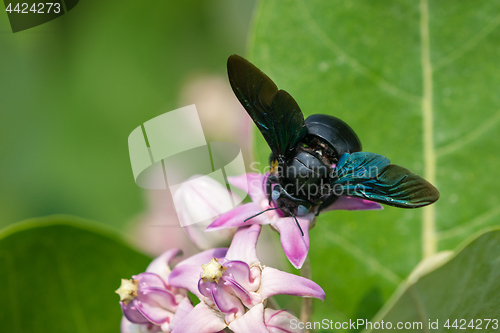 Image of Xylocopa valga or carpenter bee on Apple of Sodom flowers