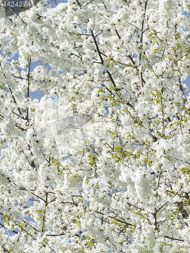 Image of Cherry blossom white flowers as floral pattern