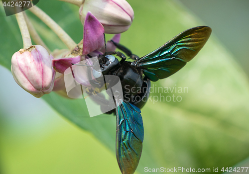 Image of Xylocopa valga or carpenter bee on Apple of Sodom flowers