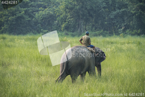 Image of Mahout or elephant rider riding a female elephant