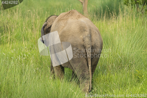 Image of Asian elephant eating grass or feeding in the wild