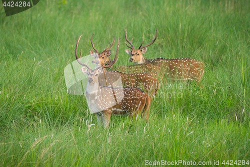 Image of Sika or spotted deers herd in the elephant grass