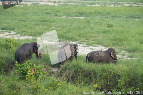 Image of Group of Asian elephant bathing in the pond