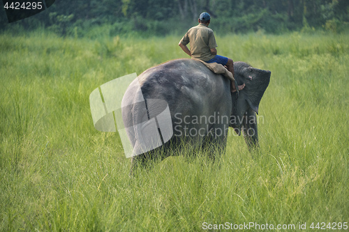 Image of Mahout or elephant rider riding a female elephant