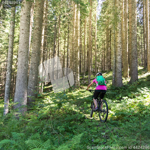 Image of Active sporty woman riding mountain bike on forest trail .