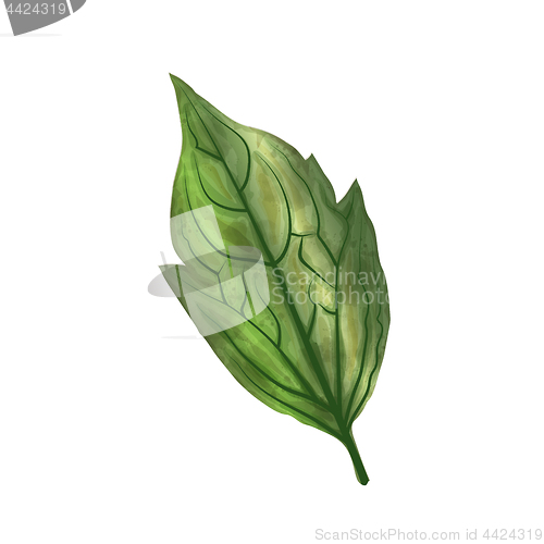 Image of Hand drawn watercolor leaf isolated on white background, digital