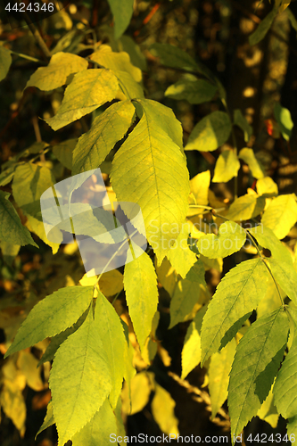 Image of Beautiful yellow autumn branch