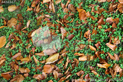 Image of Dry autumn leaves and green leaves of clover