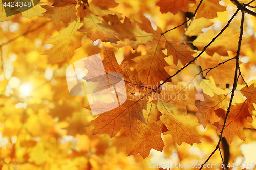 Image of Beautiful autumn branch with sunlight