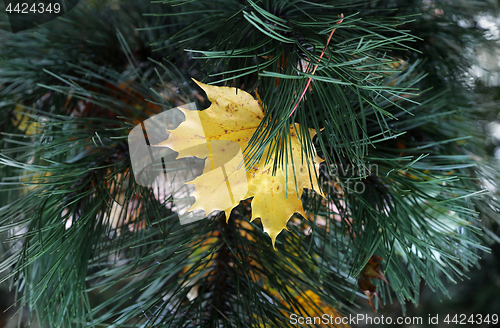 Image of Bright yellow leaf of maple stuck in coniferous tree branches