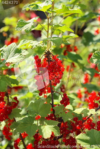 Image of Bunch of bright red currants
