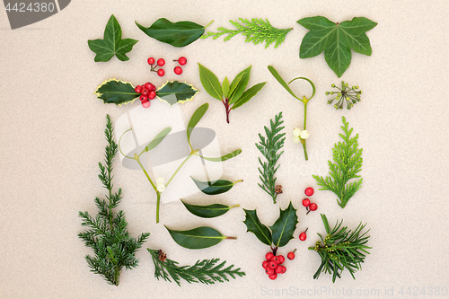 Image of Natural Winter Leaves and Holly Berries