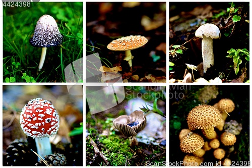 Image of Collection of Poisonous Mushrooms