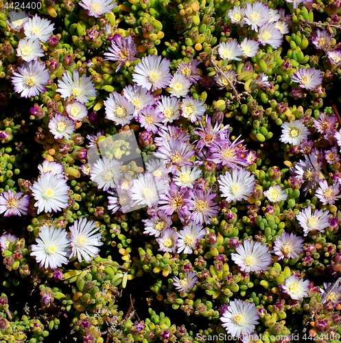 Image of Background of Pink Iceplant Flowers