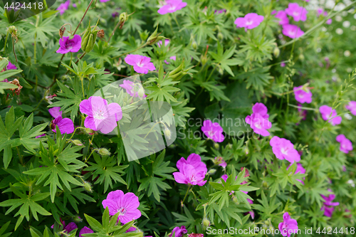 Image of Purple bloody geranium plant