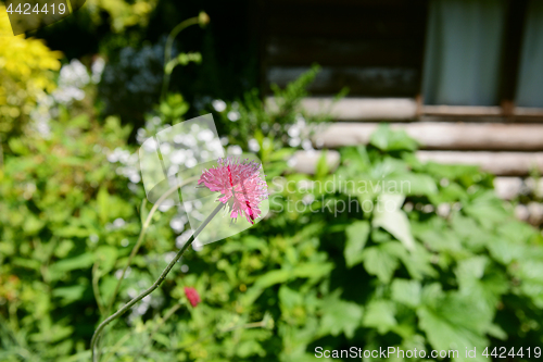 Image of Pink knautia flower in verdant garden