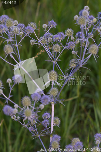 Image of Eryngium