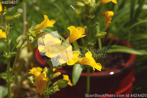 Image of Yellow mimulus flowers with red spots