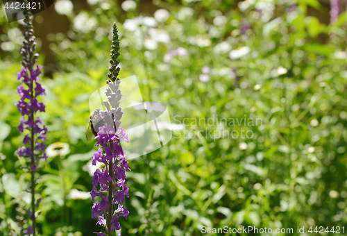 Image of Bumblebee on purple loosestrife flower in flower garden