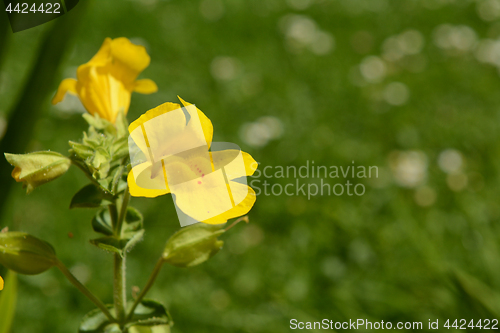 Image of Mimulus flower with red spots