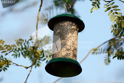 Image of Bird feeder full of sunflower hearts